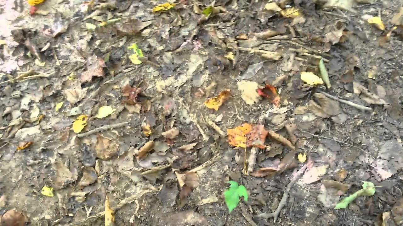 Halloween a found footage short film YouTube