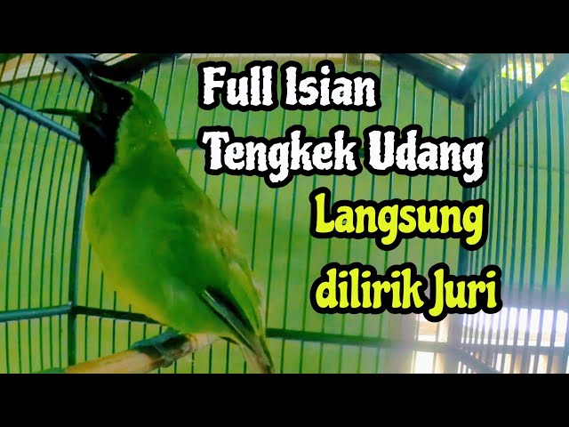 Pakai Isian ini Langsung Buka paruh Suara Besar yang lain pasti kalah suaranya II Cucak ijo Jumbo class=