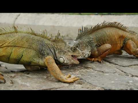 Video: Groen Leguaan - Iguana Iguana Reptielras Allergene, Gesondheid En Lewensduur