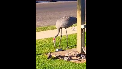 Thumbnail of Brolga Bird Mingling with the Pigeons #shorts #birds #crane #native #wildlife #animals #jungle