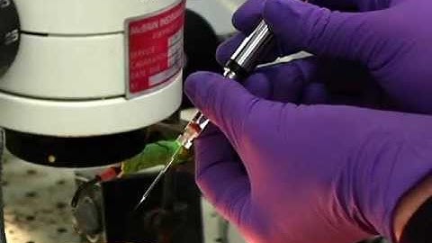 Recording nervous system activity with Lara