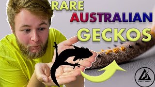 UNBOXING RARE AUSTRALIAN GECKOS!! | BONUS UNBOXING?!?