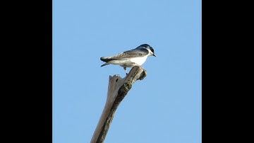 Tree Swallow Calling