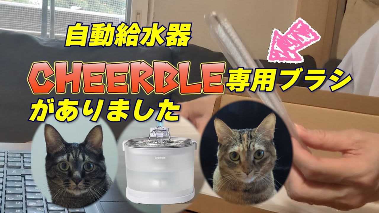 自動給水器チアブルの専用ブラシがありました | りんのニャンニャン日記 自動給水器チアブルの専用ブラシがありました | りんのニャンニャン日記