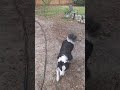 Continuing nosework #dogs #dogtraining #positivereinforcementdogtraining #scentwork