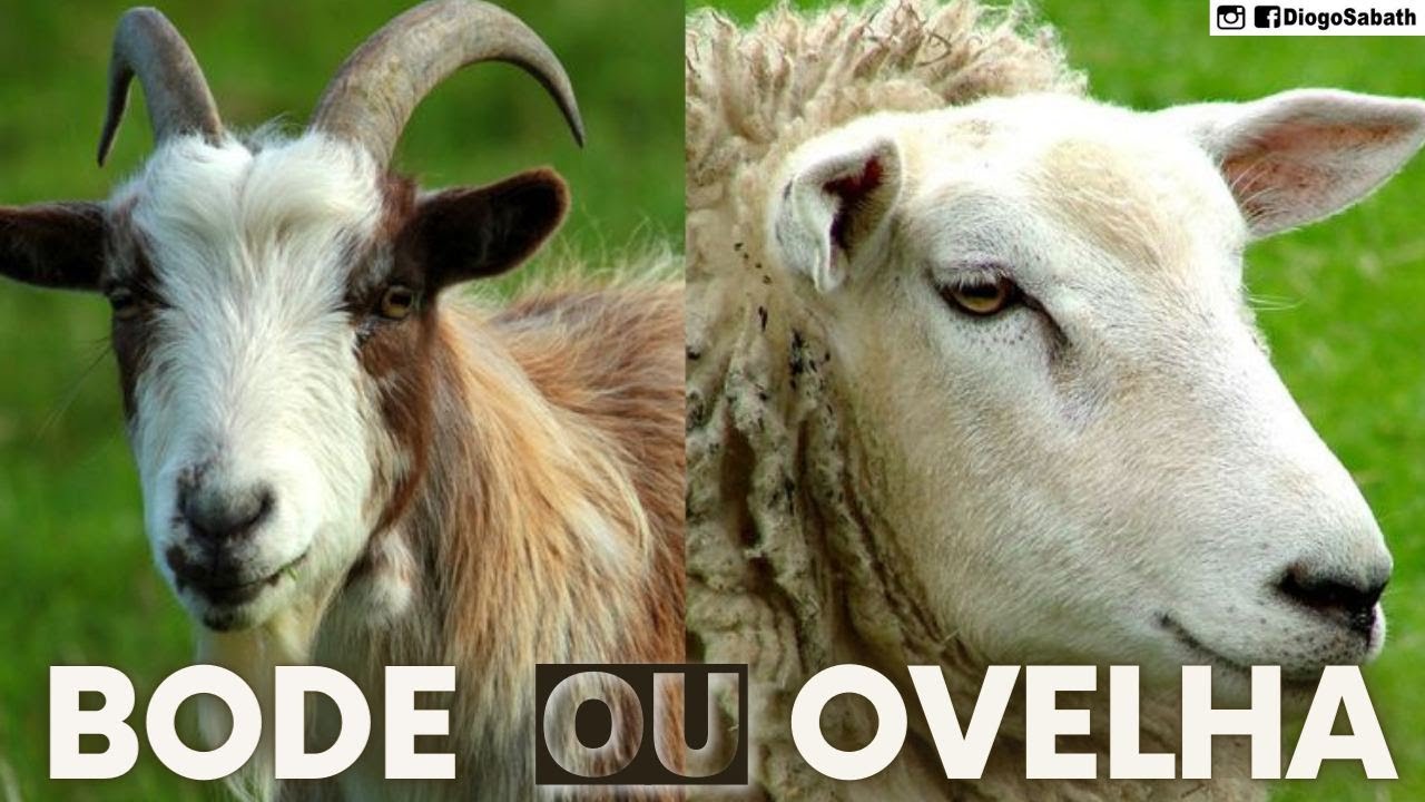DESCUBRA A DIFERENÇA ENTRE A OVELHA E O BODE - YouTube