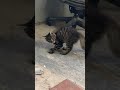 Gatito Se Eriza