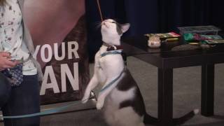 Cat Training: Loading the clicker – maueyes