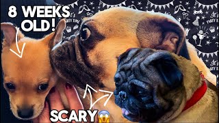 Puppy Reacts to Meeting Pugs For the First Time!! (Too CUTE!)