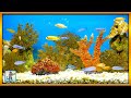 Soothing Aquarium Fish Tank Sounds ~ NO MUSIC 🐟
