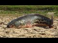 Unbelievable founding big snakehead fish on dry season