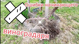 Не покупайте саженцы винограда не посмотрев это видео!!! Ошибки начинающего виноградаря!