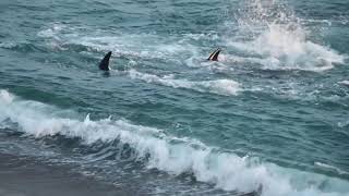 Miraculous save- Orca vs. sea lion