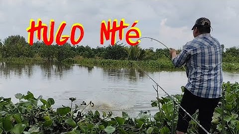 Câu cá tự nhiên/chỉ cần quăng câu chọi mòi là có cá quá dễ luôn