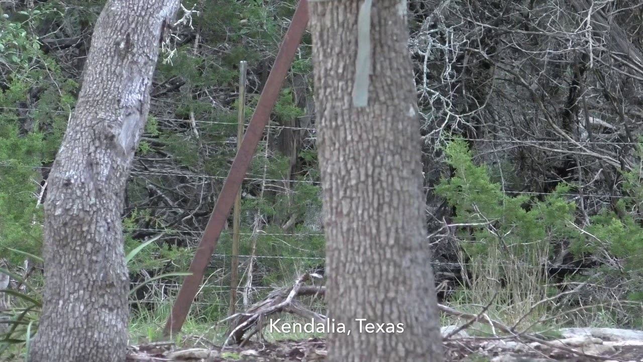 Texas Hill country bow hunting. 15 yard shot. 