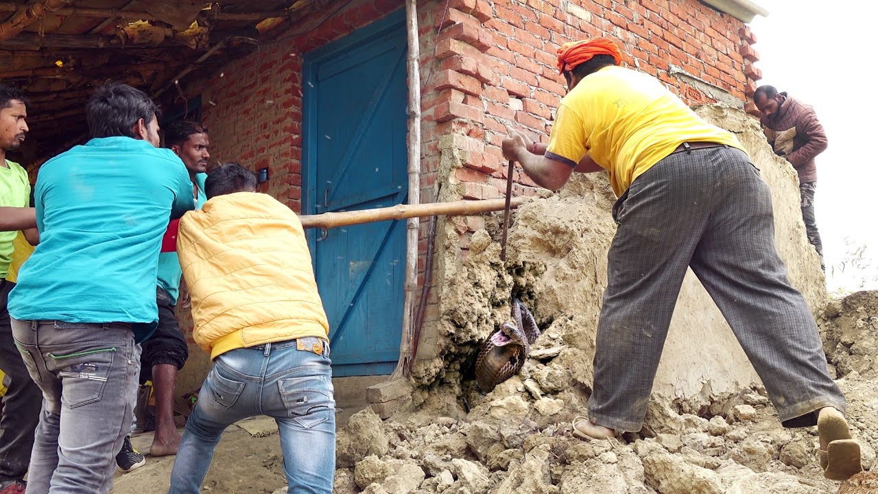 इस कच्चे मिट्टी की दीवार में बहुत ही खतरनाक मंजर देखने को मिला, फिर कैसे क्या हुआ?😱🐍 Venomous Cobra