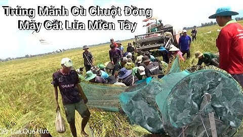 Cả Làng Trúng Mánh Cù Chuột Đồng Máy Cắt Lúa Miền Tây Vui Như Hội