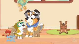 Bluey Calypso Cantando