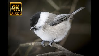 birds , short videos about birds _ عصفور ، فيديو قصير عن العصافير