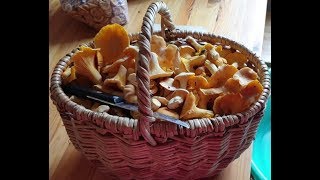 Заготовка лисичек на зиму/Заморозка лисичек на зиму Заготовка лисичек на зиму/Заморозка лисичек на зиму
