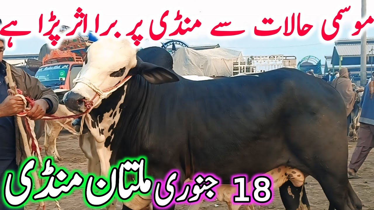 Today Multan Cow Mandi Fresh Latest Update | Cholistani Sahiwal Bachre | Multan Cow Mandi 2025🔥