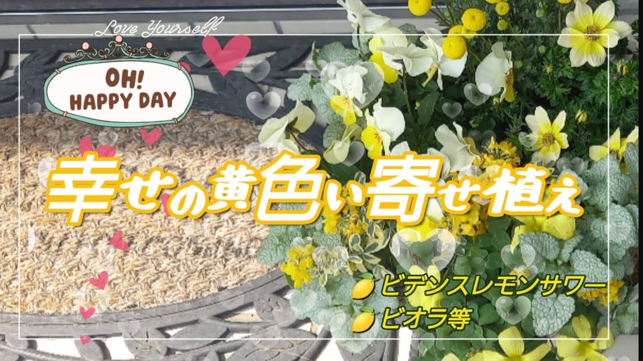 春の寄せ植え】黄色い花を集めてみました😊丈夫なビデンスふんわり