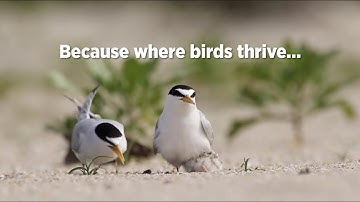Protecting Birds on the Gulf Coast