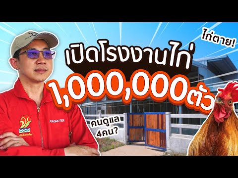 เปิดฟาร์มไก่ล้านตัว!! ได้ไข่วันละ 1XX,XXX ฟอง