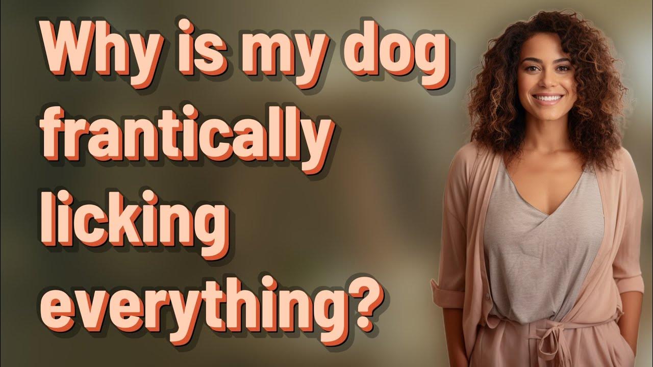 Why is my dog frantically licking everything? YouTube
