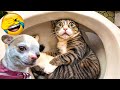 Try Not To Laugh Cats And Dogs Videos 😎 - Best Funniest Animals Video 2024 #4