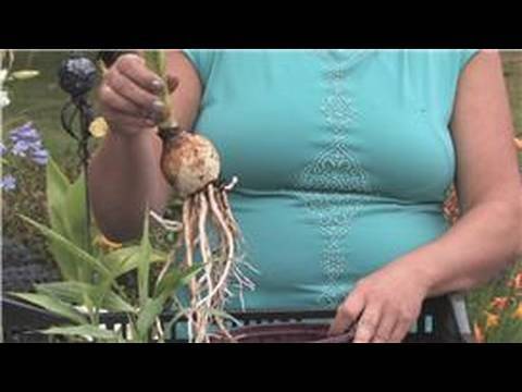ვიდეო: რჩევები ამარილისის ბოლქვების შენახვის შესახებ - როგორ გამოზამთროთ ამარილისის ბოლქვი