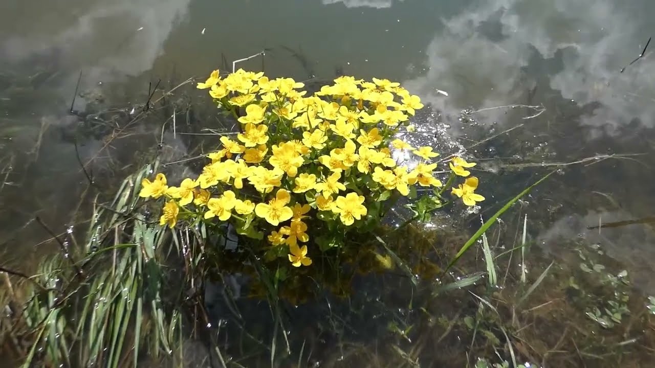 Калужница болотная (Caltha palustris),         Marsh marigold