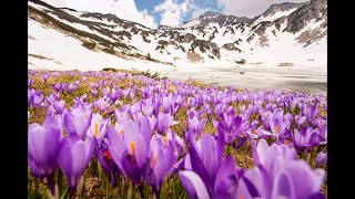 Орк.узунови-Пиринска Младостзасвирете Мури