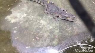 Crocodile Mannequin Challenge 🐊
