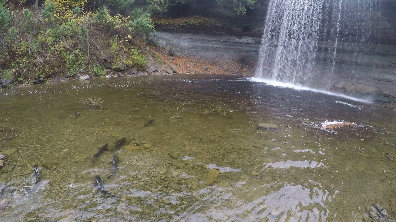 Bridal Veil Falls (Manitoulin Island) Salmon Running YouTube