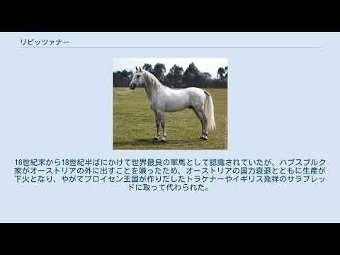 リピッツァ馬の知られざる真実と飼い方のコツ