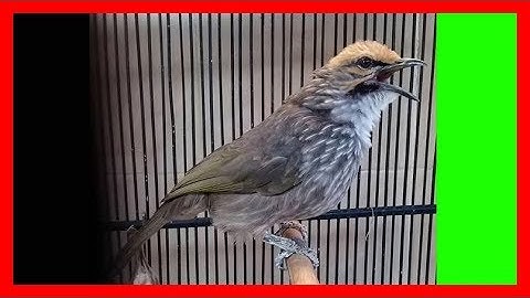 Kicau Burung Cucak Rowo Super Gacor