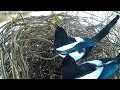 210320 magpie nest wall building and singing