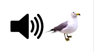 Seagull - Sound Effect