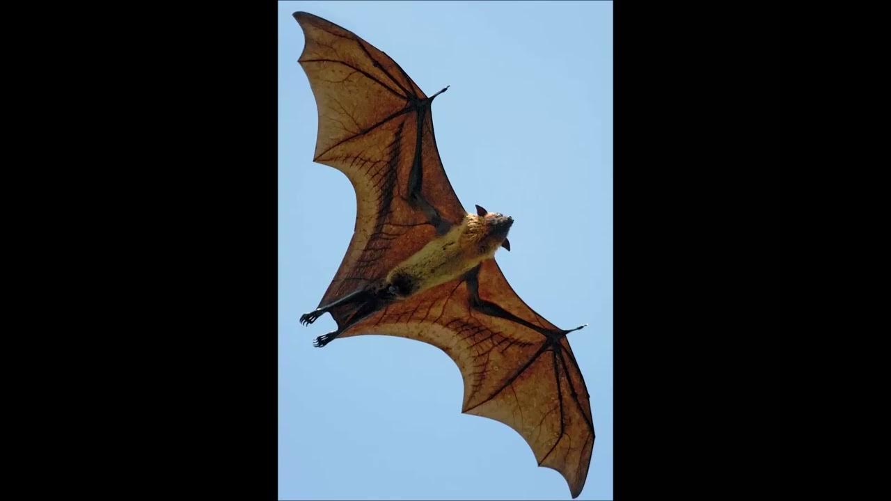 Крылан летучая лисица. Indian flying fox adopt me. Indian flying fox adopt me. Indian flying fox adopt me. Indian flying fox adopt me.