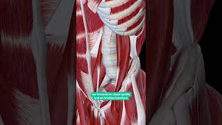 3D Atlas of Human Anatomy🔥 App: Easy Anatomy #medschool #anatomy #usmle screenshot 5