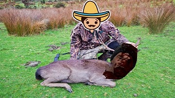 zarpgaming compilation