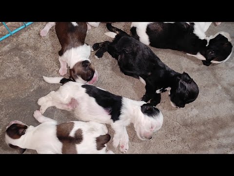 night me all my dogs & puppy