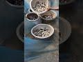 MD