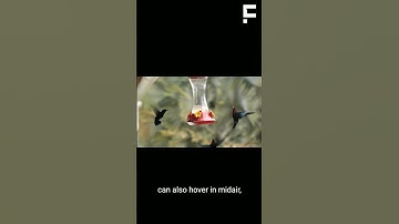 Hummingbirds and Their Flight