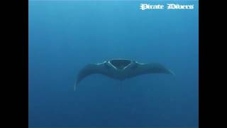 Similan Islands Diving with Pirate Divers Khao Lak