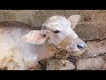 تجميعه فيديوهات مضحكه ل جدا العجل عنتر و عيد كوميدي ايمن محمد 