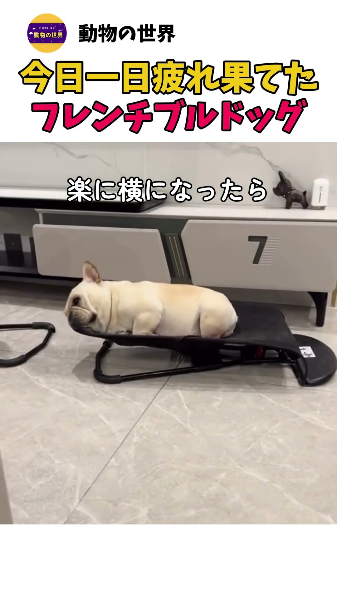 今日一日疲れ果てた フレンチブルドッグ