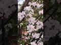 когда яблони цветут❤️☀️🌹