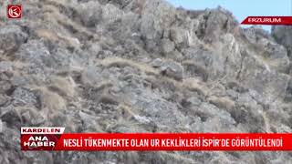 Kardelen Tv Nesli Tükenmekte Olan Ur Keklikleri İspirde Görüntülendi